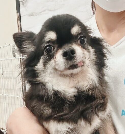 みょうがの画像2