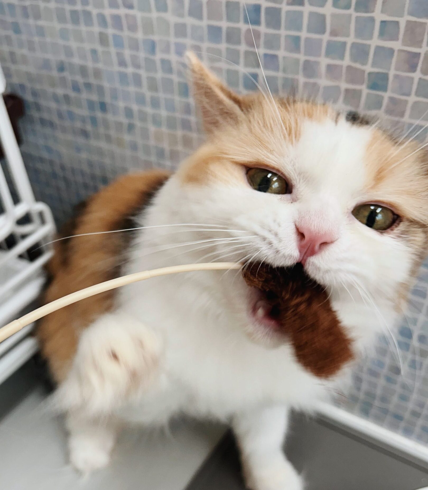 リサの画像2