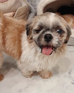 フェリーチェ