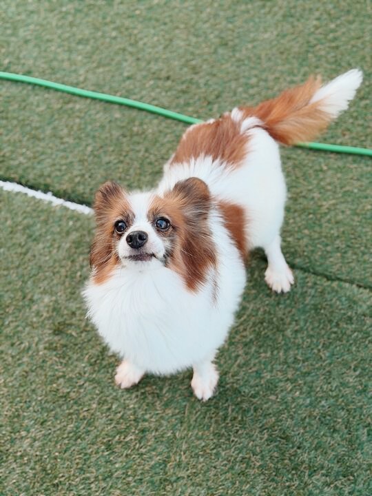かんぺいの画像1
