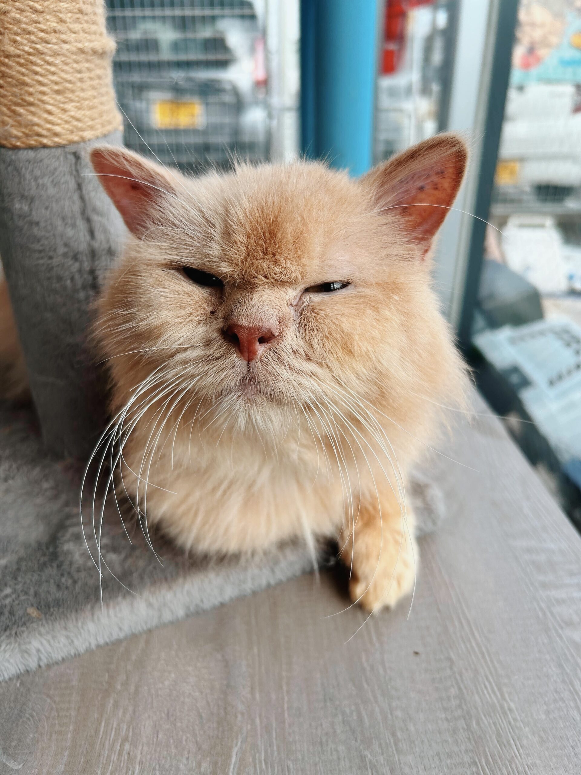 マージの画像2