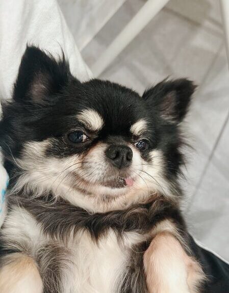 みょうがの画像1