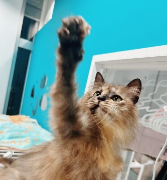 コジコジの画像1