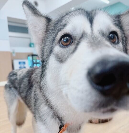 いぬやしゃの画像2