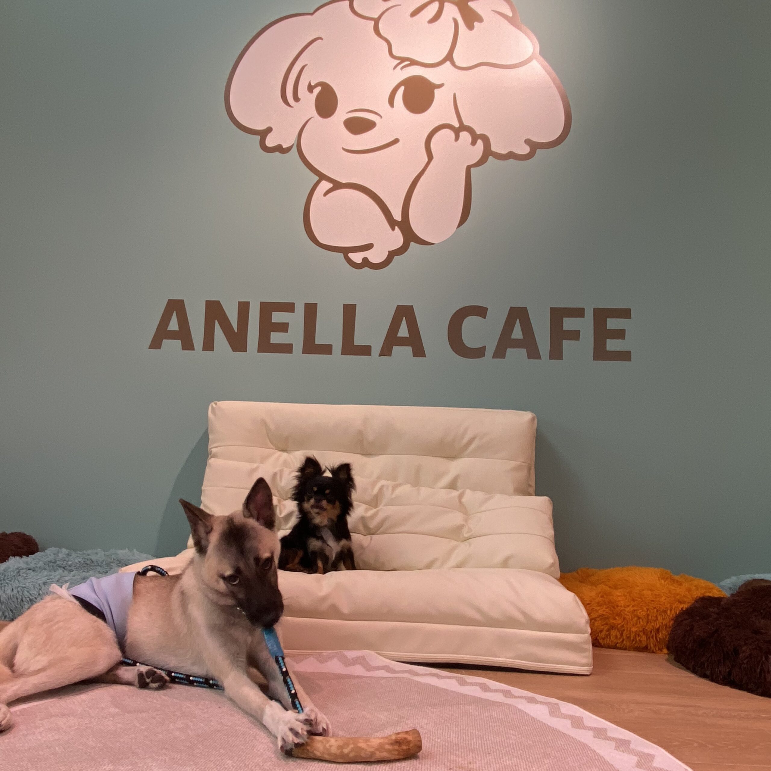 ANELLA CAFE 江別野幌店 | ANELLA CAFE(アネラカフェ)