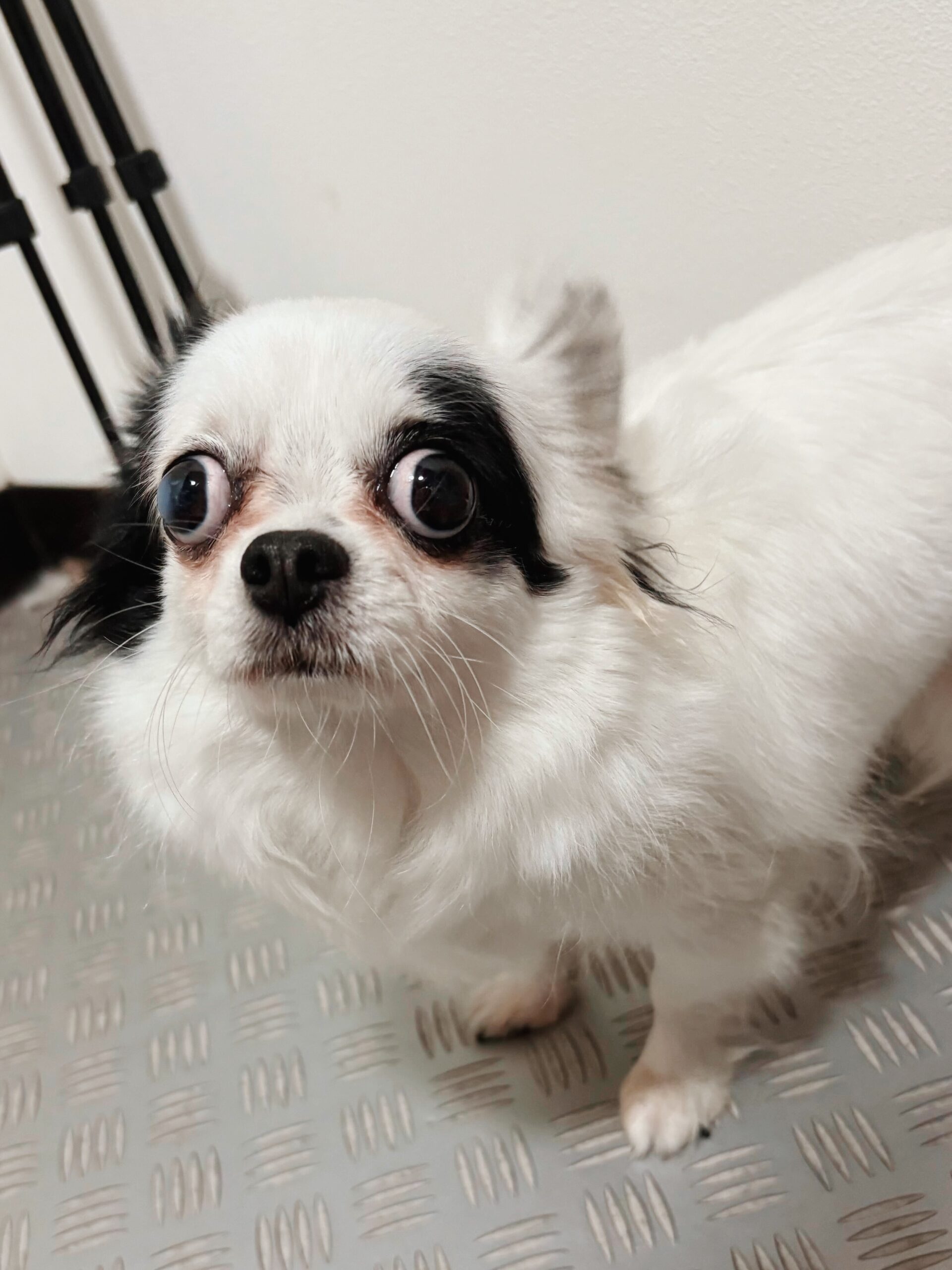フォークの画像1