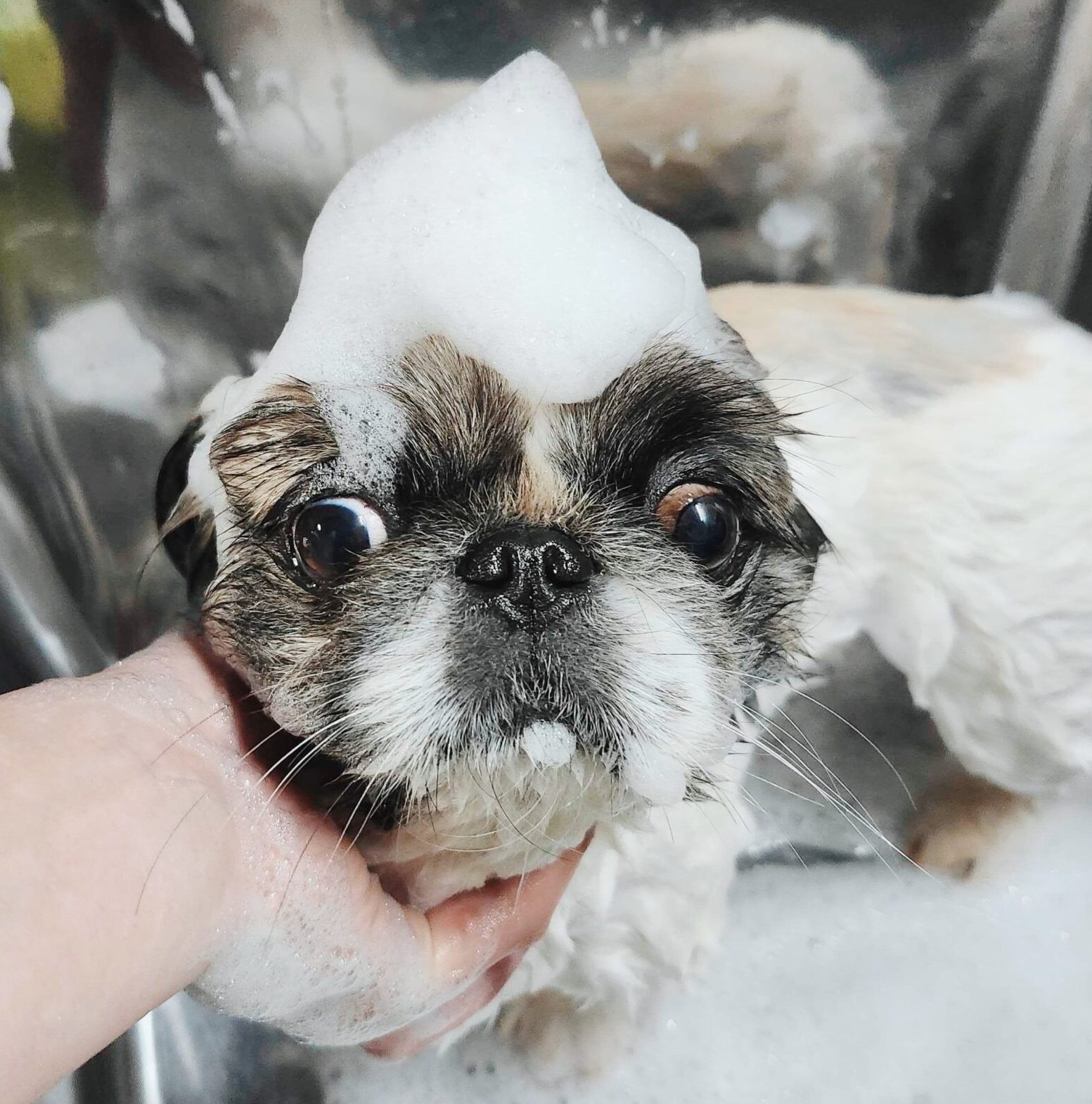 バブリスの画像1