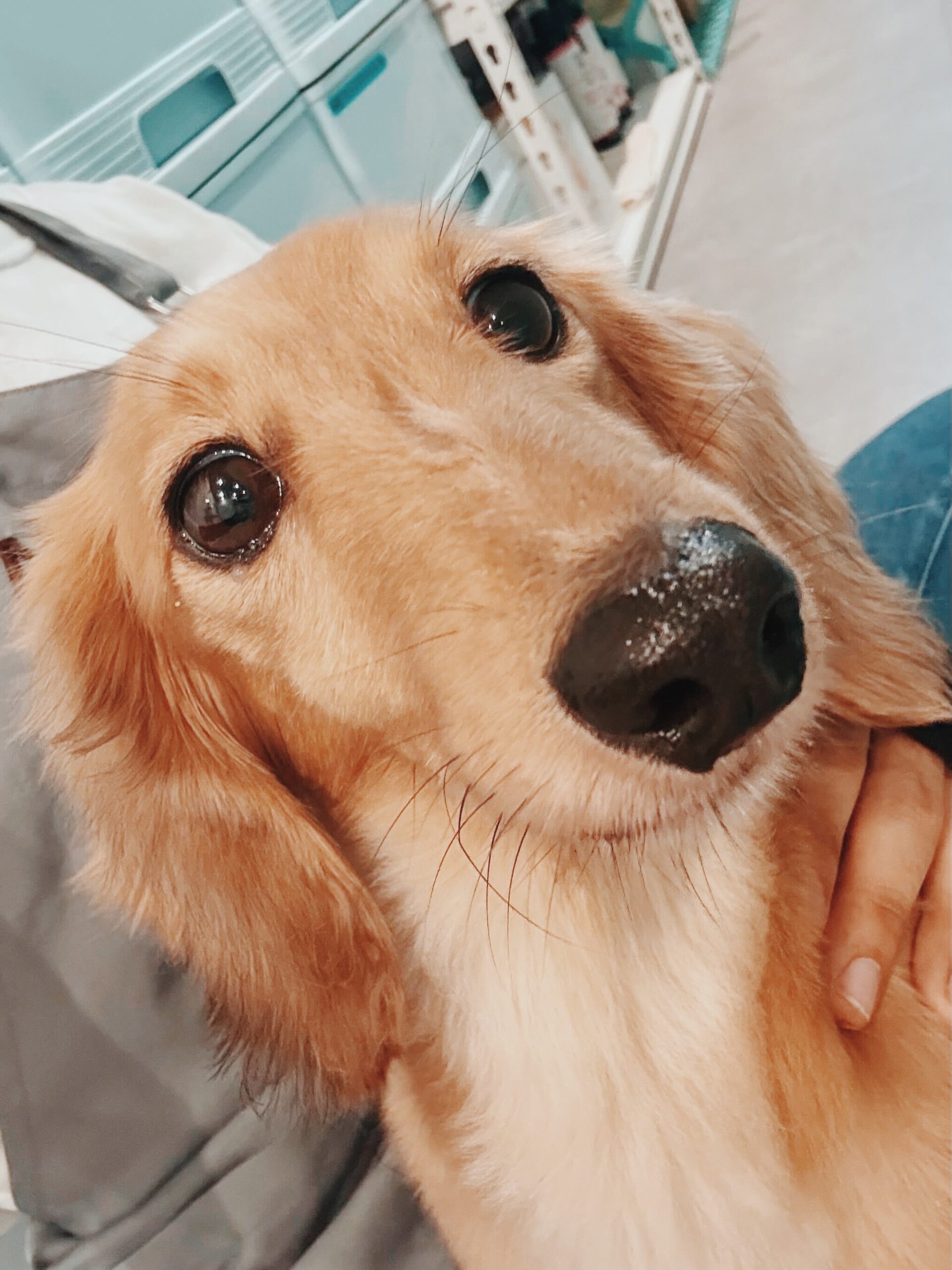 フェリモアの画像2