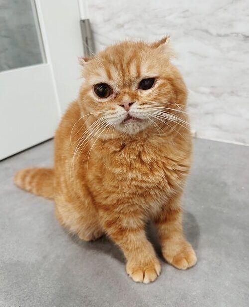 ルベルの画像3