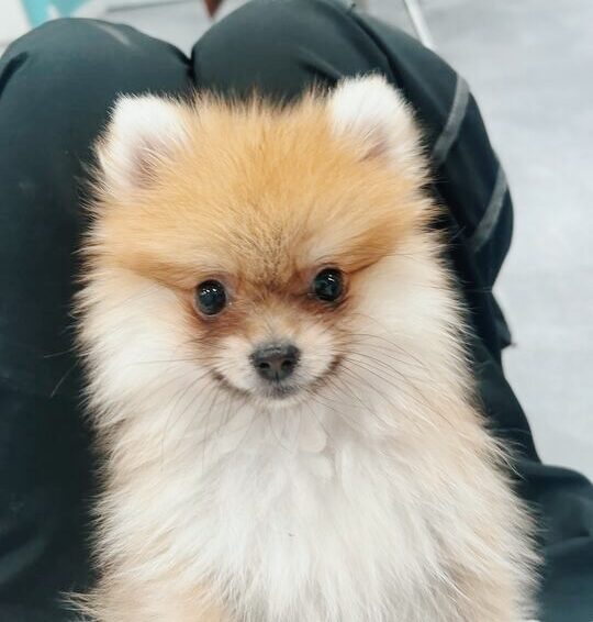 クリームバニーの画像3