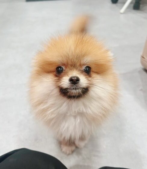 クリームバニーの画像2