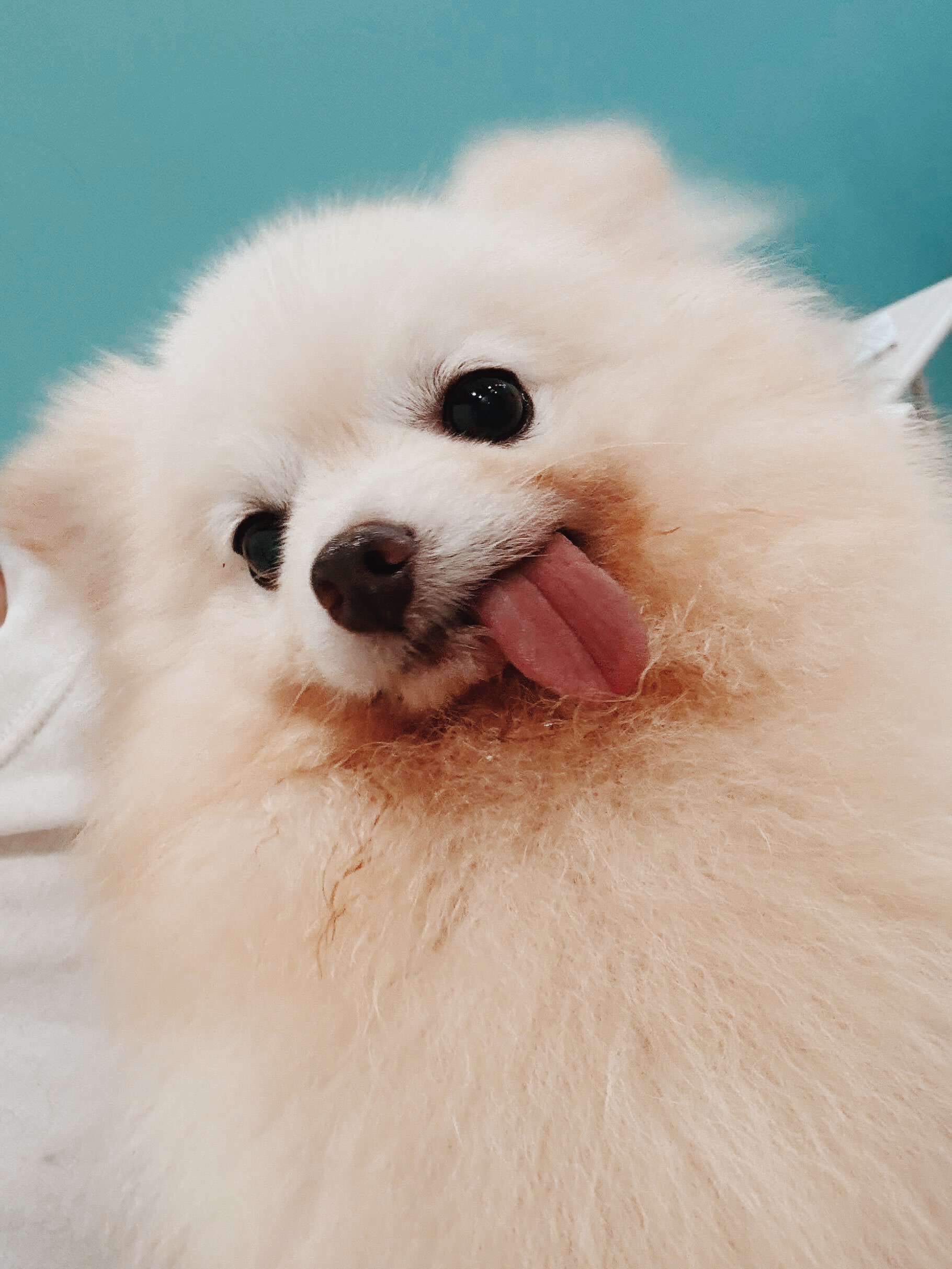 味の素の画像1