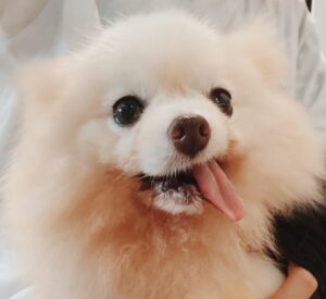 味の素