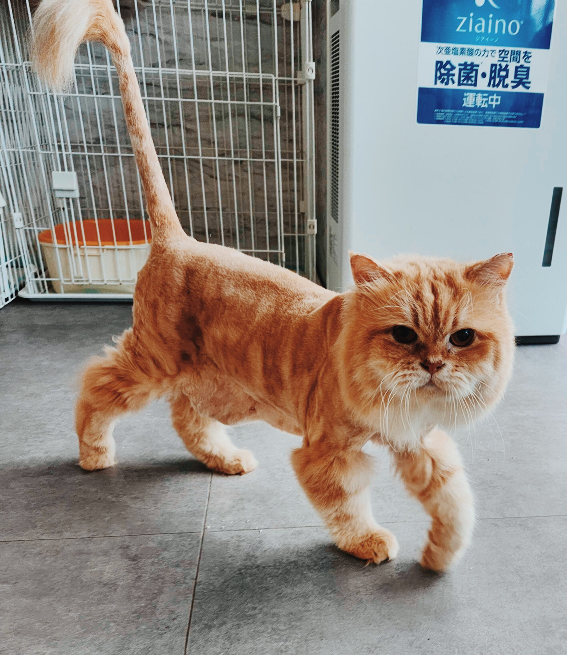 クイックペイの画像1