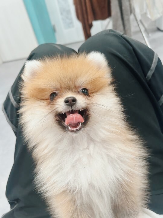 クリームバニーの画像1
