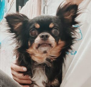 クノール
