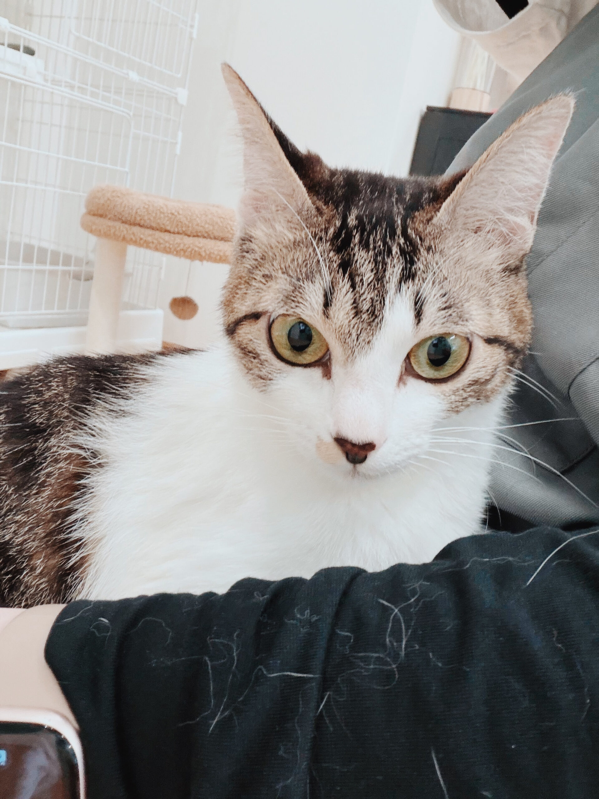 一升餅の画像3