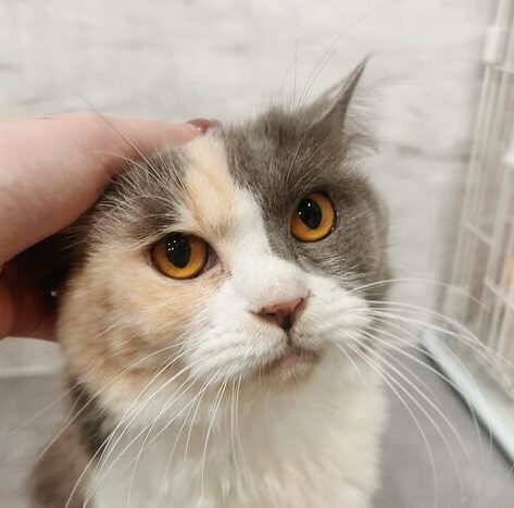 スゴカの画像3