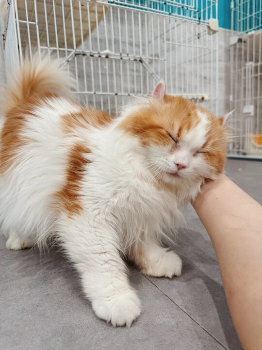 ディーの画像1
