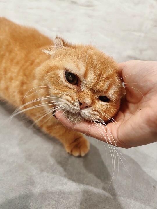 ルベルの画像1