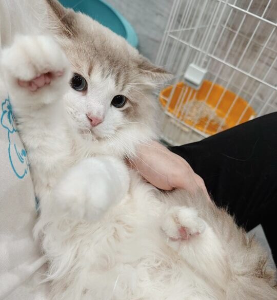 ペイペイの画像3