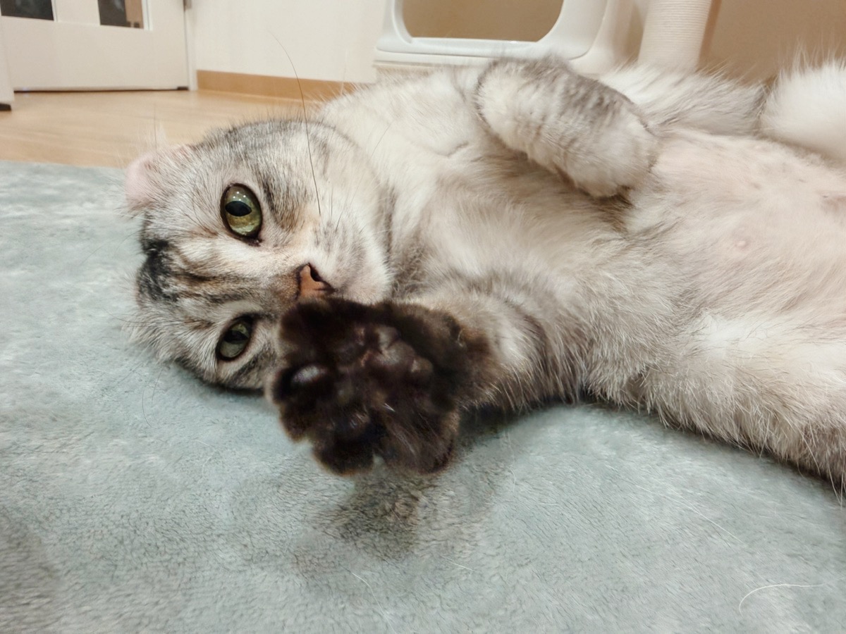 ジュノーの画像3
