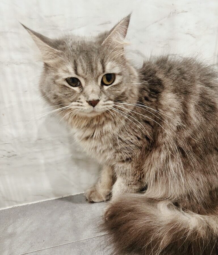 オブリガードの画像1