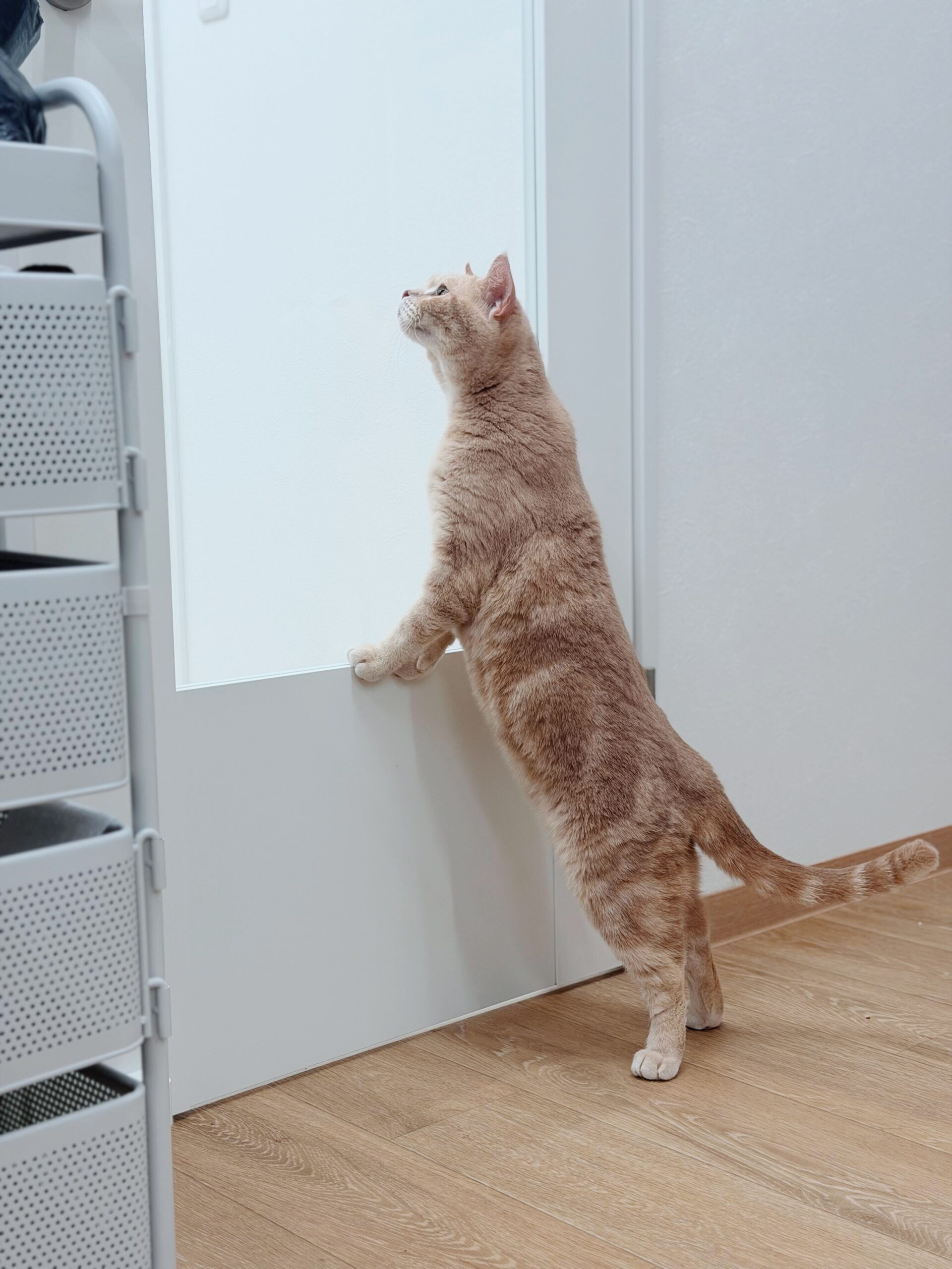 カムサハムニダの画像1