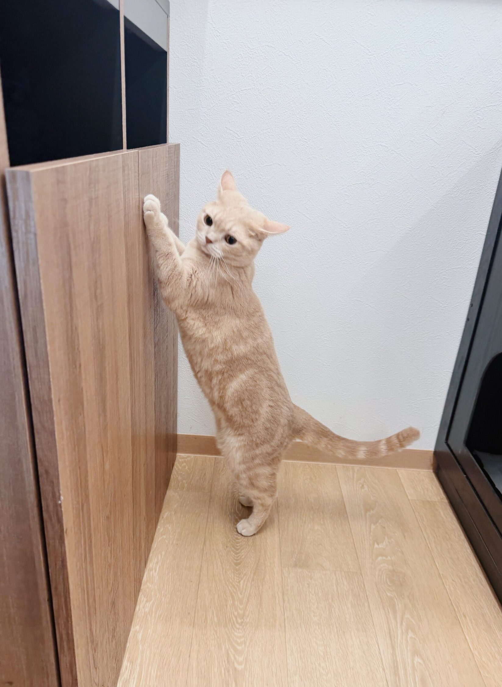 カムサハムニダの画像3