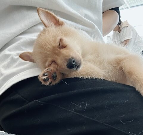 キャピュレットの画像3