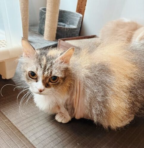 ニモカの画像3