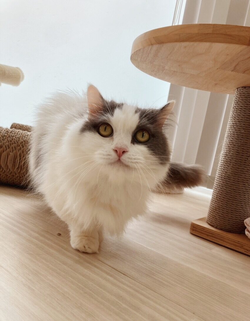 ムムの画像1