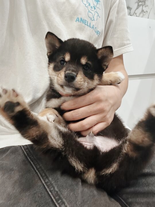 りゅうの画像1