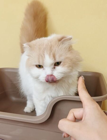 セリスの画像1
