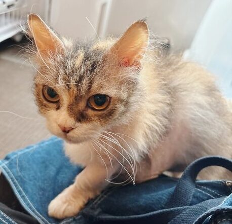 ニモカの画像1