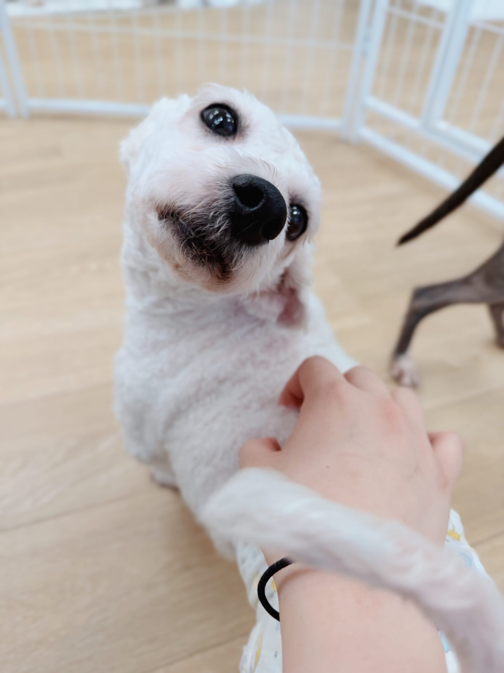 デイビーの画像1