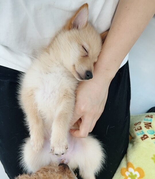 キャピュレットの画像1