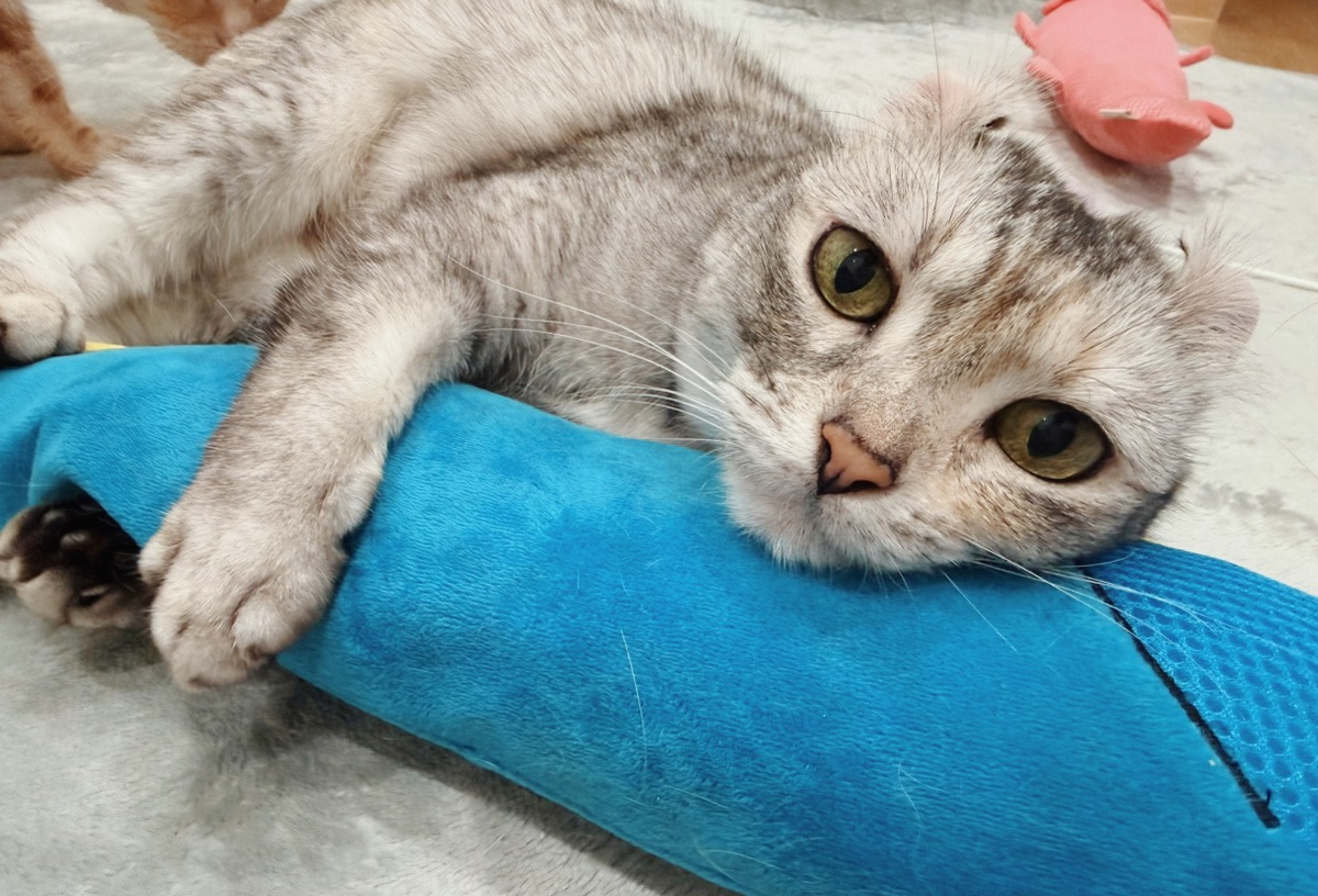 ジュノーの画像1