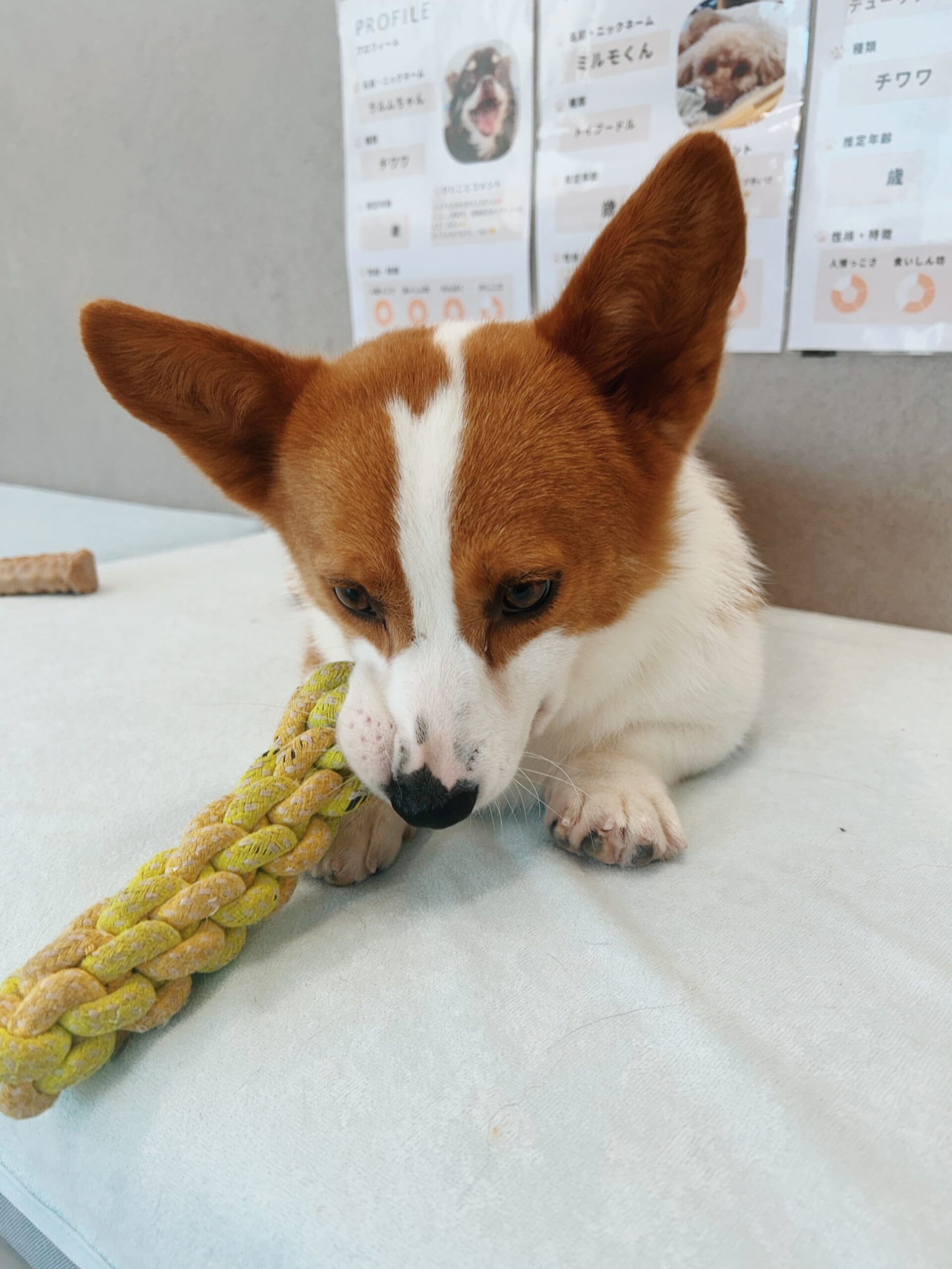 ウェルシュの画像2