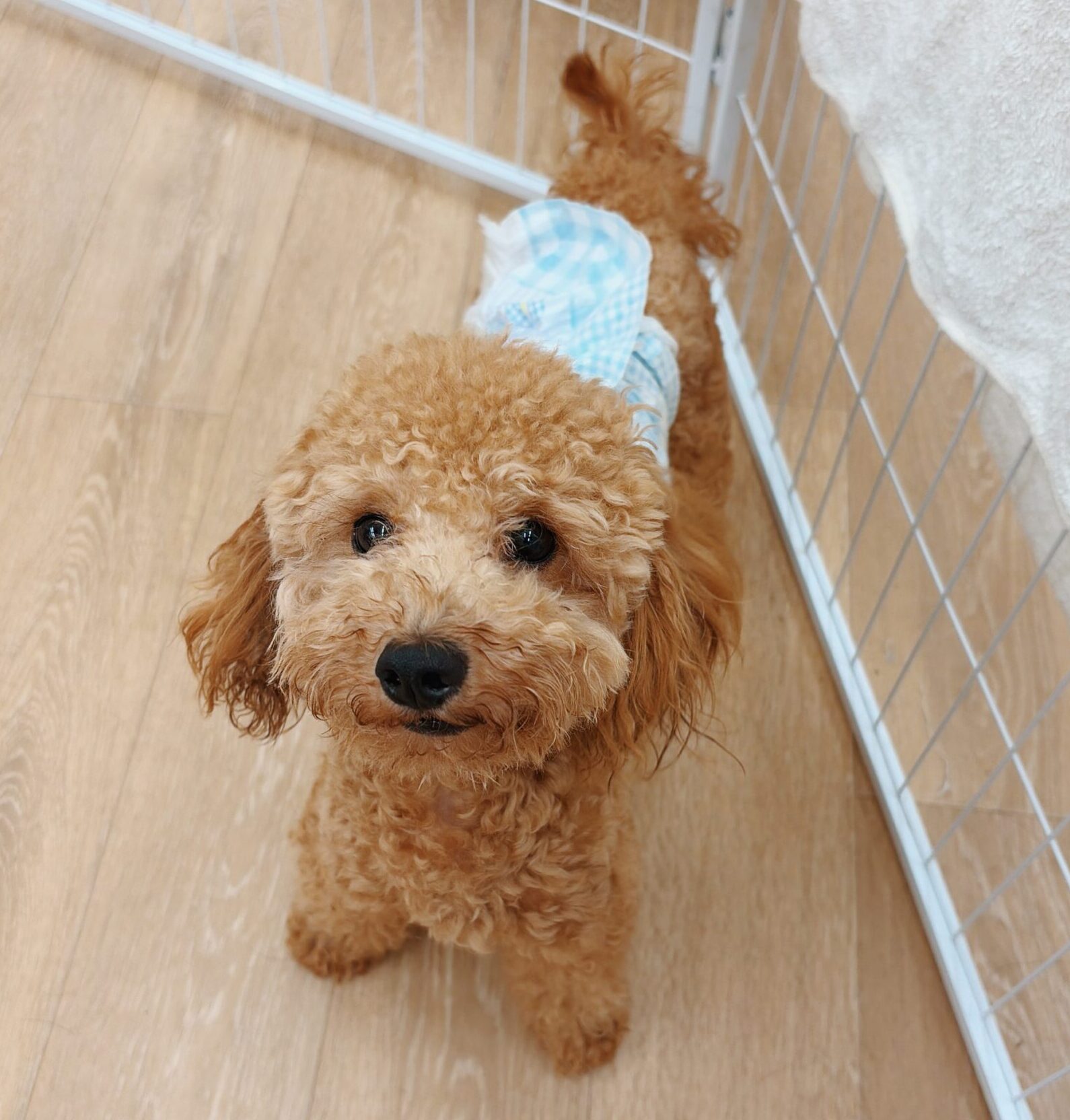 いたどりの画像1