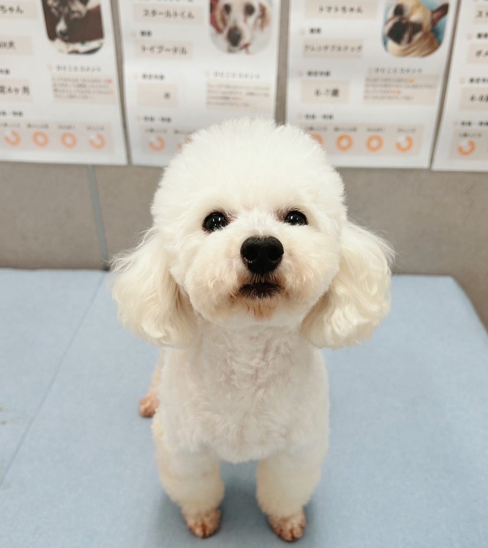 デストラーデの画像3