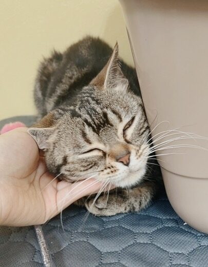 けろっぴの画像1