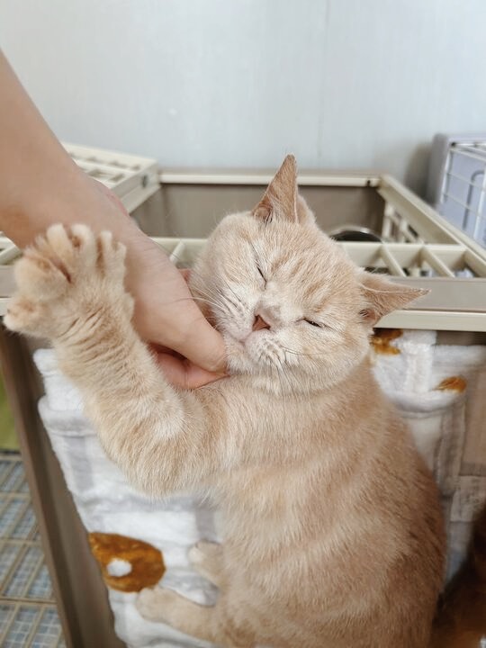 クルルの画像1