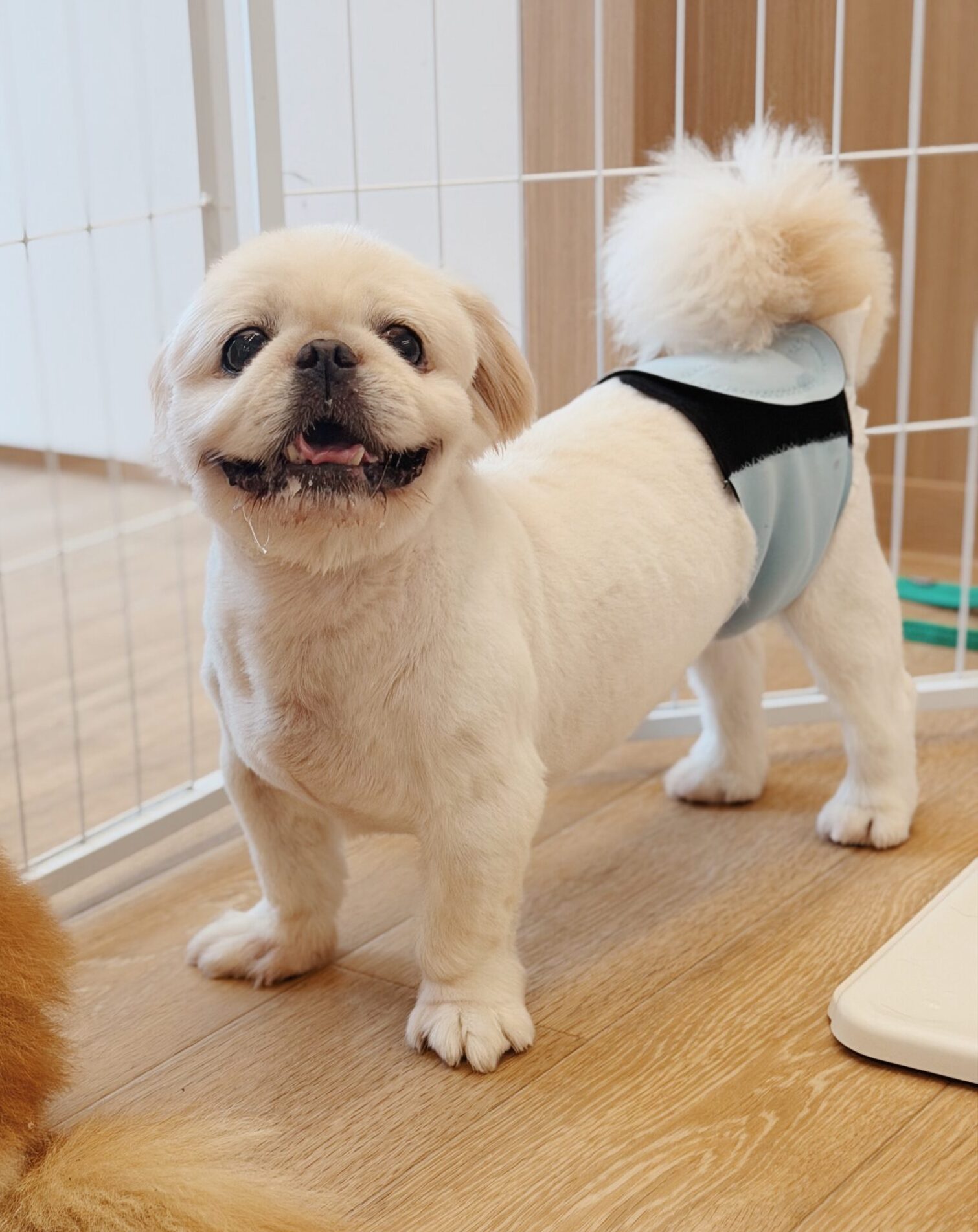 ロコットの画像3