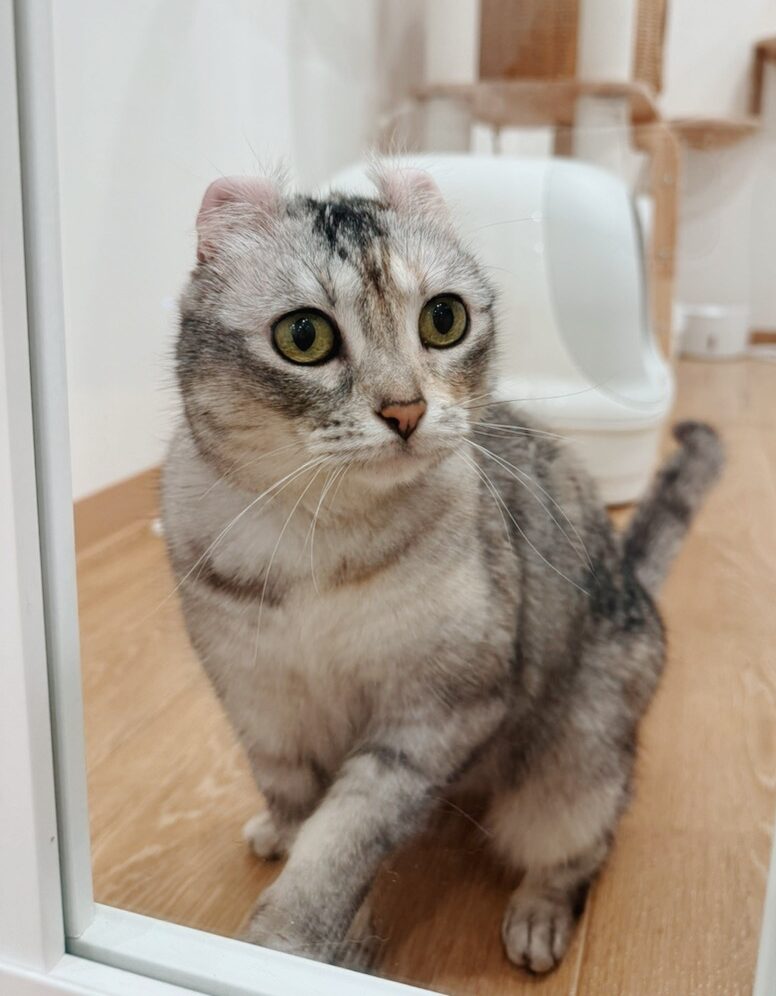 ジュノーの画像2