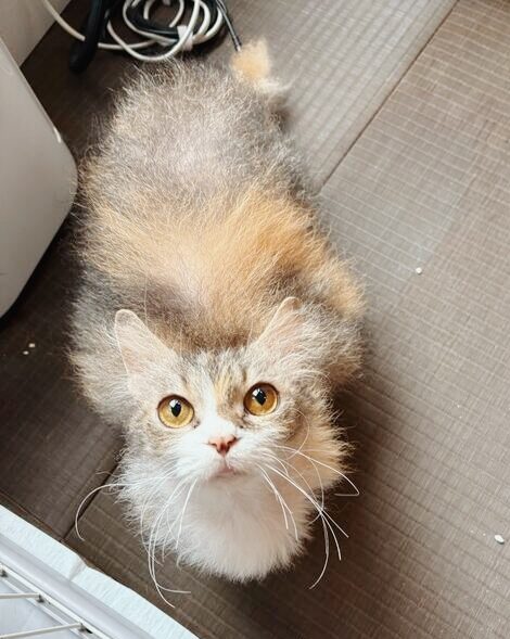 ニモカの画像2