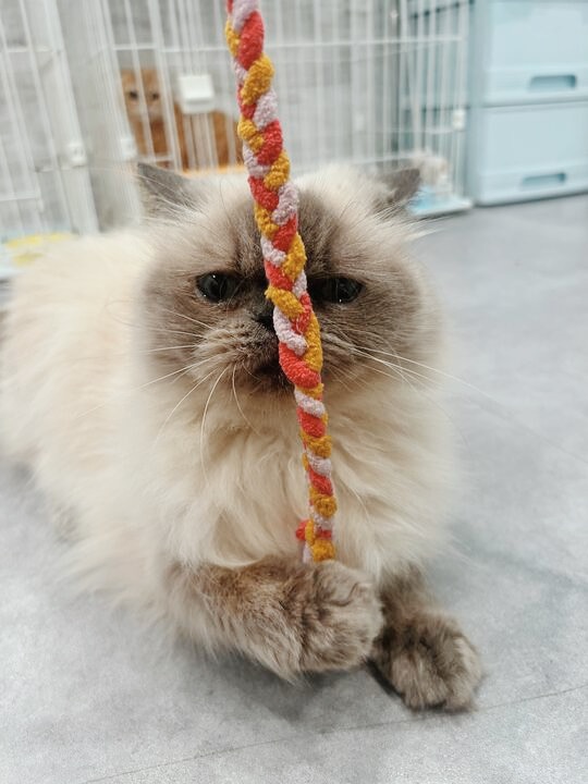 ミシューの画像1