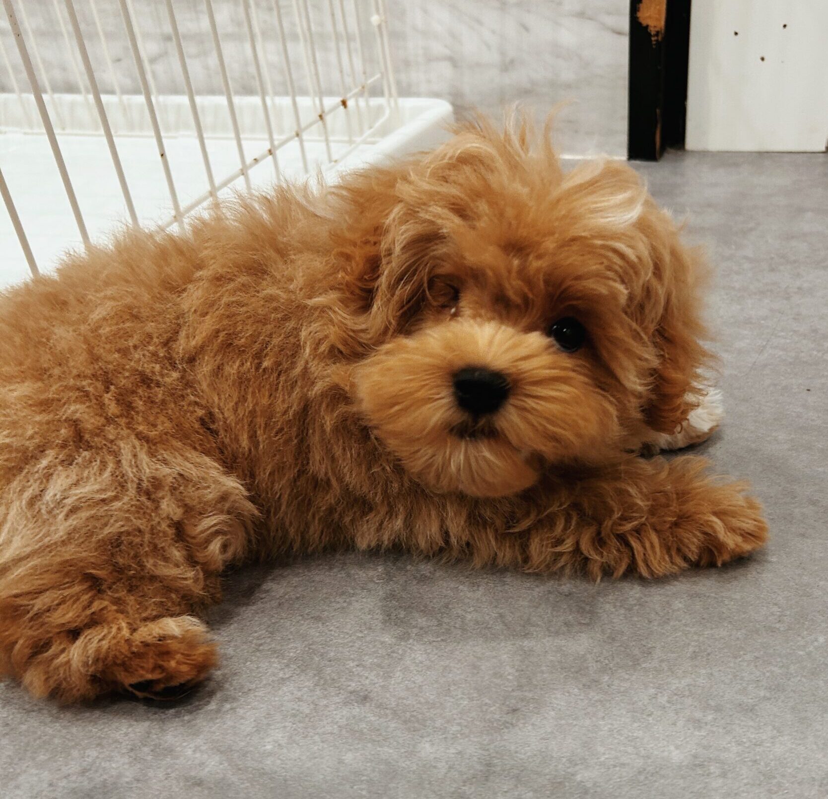 ヘムヘムの画像1