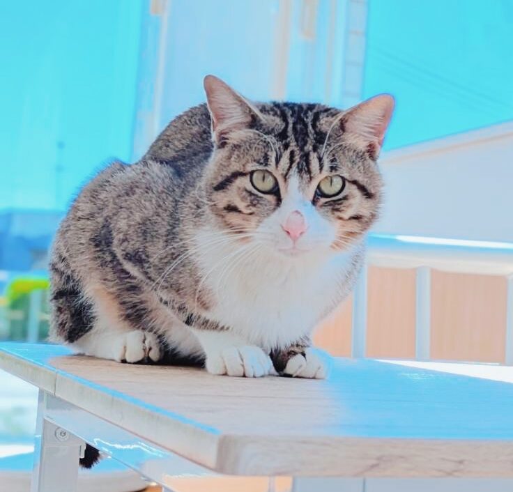つっちーの画像3