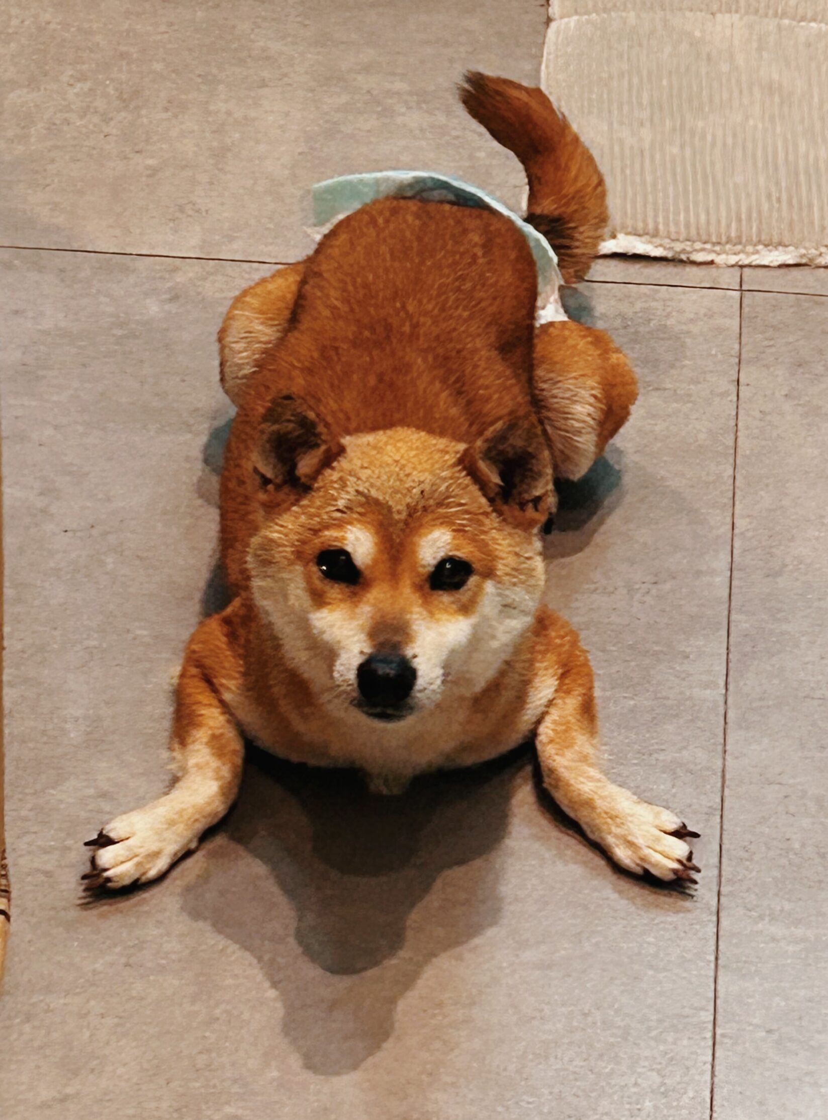 りくの画像2